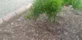 Misket büyüklüğünde dolu yağdı