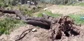 Fırtına badem ağacını kökünden söktü