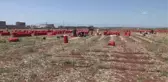 Hasadı devam eden soğanda 140 bin ton rekolte bekleniyor