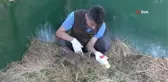 Yaralı bulunan yavru karaca biberonla besleniyor