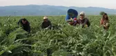 3 kişilik özel ekip enginar soyarak ayda 30 bin lira kazanıyor