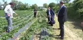 Boyabat'ta çilek hasadı başladı