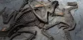 Çin'de 125 milyon yıllık otçul dinozor fosili bulundu