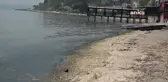 Tekirdağ Sahillerine Vuran Yosunlar Kötü Kokuya Neden Oldu