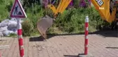 Cumhurbaşkanı söz vermişti... O ilçede doğalgaz çalışmaları sürüyor
