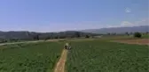 Enginar üreticisi sıcaklar bastırmadan hasadı bitirmek istiyor