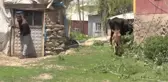İneği telef olan kadına buzağılı inek hediye edildi (2)