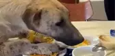 Aç kalan köpek üniversitenin yemekhanesine girdi, masadan yemek yedi