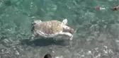 Antalya'da dünyaca ünlü sahile ölü caretta caretta vurdu