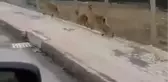 Elazığ'da dağ keçileri şehir merkezine indi