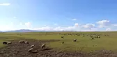Muş, bölgenin hayvancılık merkezi haline geliyor