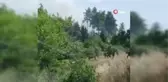 Antalya'da orman yangını büyümeden söndürüldü