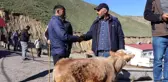 Oltu hayvan pazarında satışlar devam ediyor