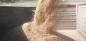 ADANA'DA BUĞDAY HASADI BAŞLADI