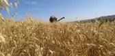 Çukurova'da buğday hasadı başladı