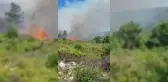 Dikili ve Karaburun'da Orman Yangını