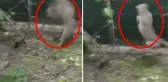 Havalar ısınınca ortaya çıkan yılan, yuvaya girdi! Anne kedinin yaptıkları gözleri yaşarttı