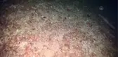 Marmara'da uzun yıllardır görülmeyen deniz canlıları yeniden ortaya çıktı
