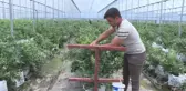 Üretici, serada topraksız tarımla yaban mersini verimini ikiye katladı