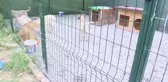 Zehirlendikleri iddia edilen 9 yavru köpekten 2'si telef oldu