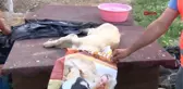 Ankara'da zehirlenen 9 yavru köpekten 2'si öldü