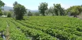 Çilekte verim geçen yıla göre arttı