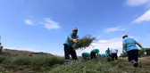 Efeler'in Şifalı Kekikleri Hasat Ediliyor