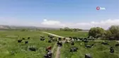 Meradaki hayvanların oluşturduğu manzaralar Afrika belgesellerini aratmıyor