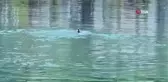 Yalova Esenköy sahilinde yunus sürprizi