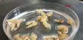 MAVİ YÜZGEÇLİ ORKİNOS İHRACATINA PARAZİT TEHDİDİ