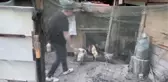 Tavuğun bovling labutuna benzeyen yumurtası şaşırttı