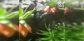 Tunceli'de ters lale için turlar düzenleniyor