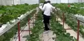 Giresun'da topraksız tarımda ilk çilek hasadı başladı