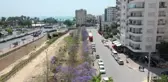 Mezitli'de Jakaranda Korulukları Ormana Dönüştü