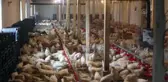 Bursa'daki meslek lisesinin çiftliğinde üretilen yumurtalar öğrencilere harçlık oluyor