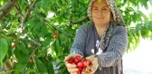 Tokat'ta turfanda kiraz hasadı başladı