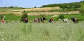 Osmaniye'de üretilen kekikler Filistin'e ihraç ediliyor
