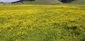 Papatya ve düğün çiçekleri, Bolu yaylalarını renklendirdi