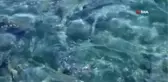 Yozgat'ta bozkırın ortasında üretiliyor, Denizli'de işlenip Uzak Doğu ve Avrupa ülkelerine ihraç ediliyor