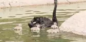 Kuğulupark'ın 