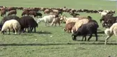 Besicilerin yaylalara yolculuğu devam ediyor