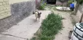ESKİŞEHİR - Felçli köpek 