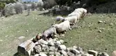 Ankara Büyükşehir'den Hayvancılık Yapan Çiftçilere Sıvat Desteği