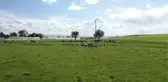 DİYARBAKIR - Yağışla yeşeren meralar hayvan yetiştiricilerini sevindirdi