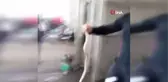 Hava sıcaklıklarının artmasıyla birlikte Tokat'ta yılanlar görülmeye başlandı