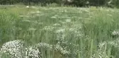 Kadınların 