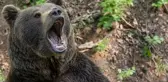 Ayı saldırısına uğrayan vatandaş ölü taklidi yaparak hayatta kaldı