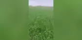 Kütahya'da Tarlalarını Fazla Suladığı Gerekçesiyle Ceza Kesilen Çiftçiler Tepki Gösterdi