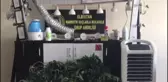 KAHRAMANMARAŞ - Banyoda Hint keneviri yetiştiren zanlı yakalandı