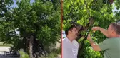 Tam bin yaşında! Şifa bulmak isteyen vatandaşlar bu ağacın meyvesi için resmen kapışıyor
